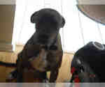 Small Boxer
