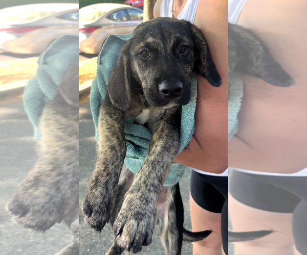 Medium Photo #4 Mutt Puppy For Sale in Rockville, MD, USA