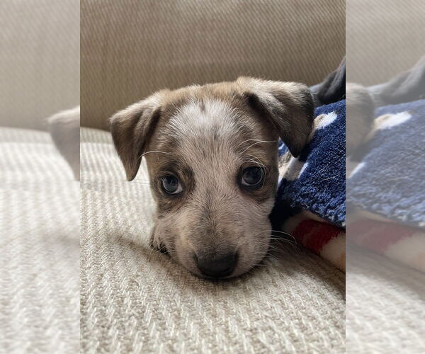 Medium Photo #1 Mutt Puppy For Sale in Brooklyn, NY, USA