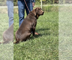 Mother of the Labrador Retriever puppies born on 07/16/2026