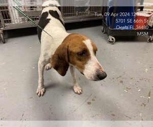 Treeing Walker Coonhound Dogs for adoption in Ocala, FL, USA