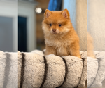 Small Pomeranian