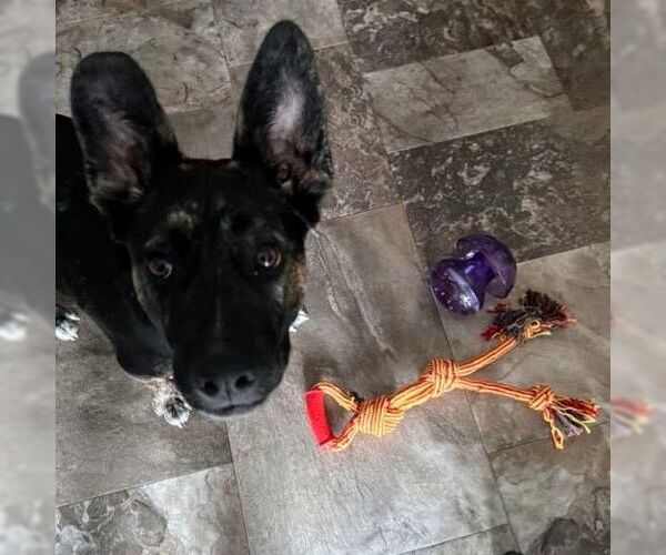 Medium Photo #37 American Pit Bull Terrier-German Shepherd Dog Mix Puppy For Sale in Fargo, ND, USA