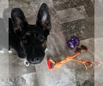 Small #36 American Pit Bull Terrier-German Shepherd Dog Mix