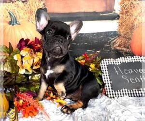 French Bulldog Dog for Adoption in HUDSON, Colorado USA