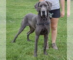 Small #3 Great Dane
