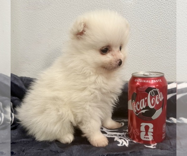 Medium Photo #2 Pomeranian Puppy For Sale in BELTON, MO, USA
