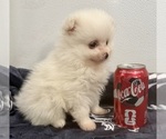 Small #1 Pomeranian