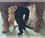 Small Photo #12 Poodle (Standard) Puppy For Sale in WINCHESTER, TN, USA