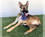 Small #5 German Shepherd Dog Mix