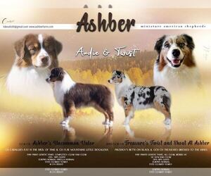 Medium Miniature American Shepherd