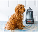 Small Photo #53 Poodle (Toy) Puppy For Sale in WAKARUSA, IN, USA