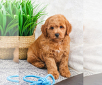 Small Photo #23 Goldendoodle (Miniature) Puppy For Sale in SYRACUSE, IN, USA