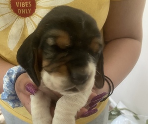 Basset Hound Puppy for sale in CARROLLTON, VA, USA