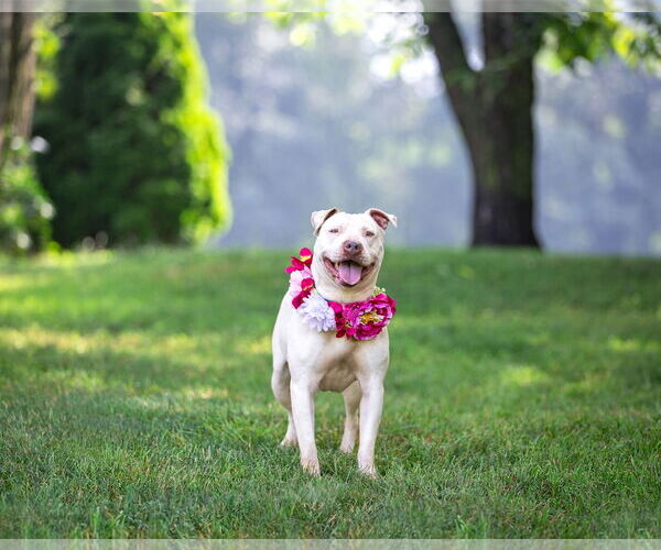 Medium Photo #3 Mutt Puppy For Sale in Unionville, PA, USA