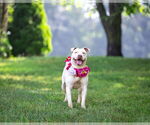 Small #2 Mutt
