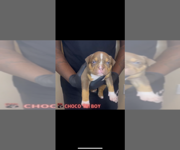 Medium Photo #4 American Bully Puppy For Sale in APPLE VALLEY, MN, USA
