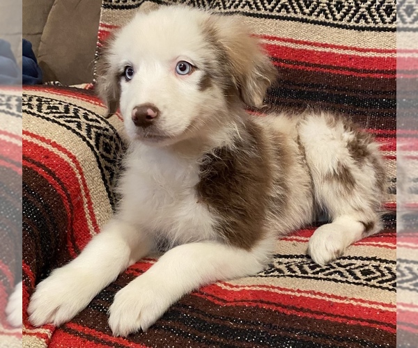 Medium Photo #3 Australian Shepherd Puppy For Sale in WEST PLAINS, MO, USA