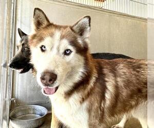 Siberian Husky Dogs for adoption in San Bernardino, CA, USA