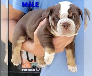 Olde English Bulldogge Puppy for sale in GAINESVILLE, GA, USA