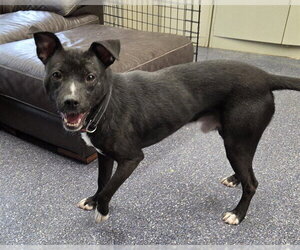 Siberian Husky-Unknown Mix Dogs for adoption in Anchorage, AK, USA