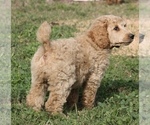 Small Photo #27 Poodle (Standard) Puppy For Sale in GARWOOD, TX, USA