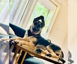 Small #4 Belgian Malinois