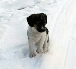 Raggle Puppy for sale in CHAPLIN, CT, USA