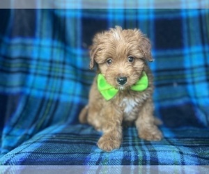 Aussiedoodle Miniature Puppy for sale in LAKELAND, FL, USA
