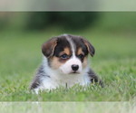Small #5 Pembroke Welsh Corgi