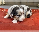 Puppy Boy 1 Australian Shepherd