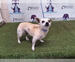 Small Chihuahua