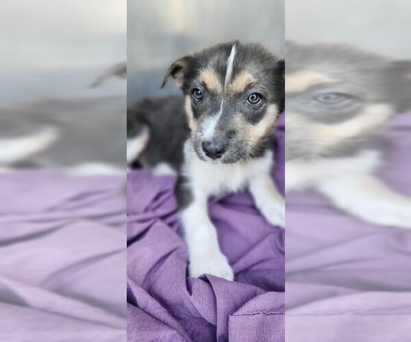 Medium Photo #1 Mutt Puppy For Sale in San Antonio, TX, USA