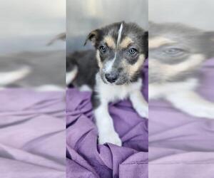 Mutt Dogs for adoption in San Antonio, TX, USA