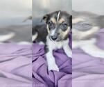 Small Mutt