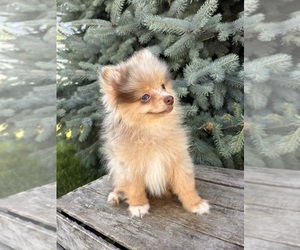 Pomeranian Puppy for sale in MIDDLEBURY, IN, USA