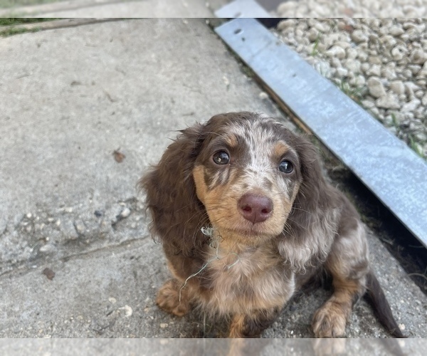 Medium Photo #7 Dachshund Puppy For Sale in KILN, MS, USA