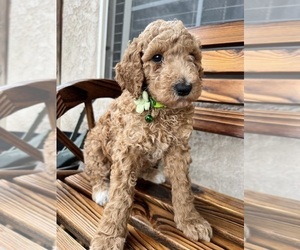 Medium Poodle (Standard)