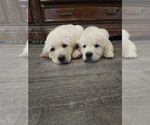 Small #3 Golden Retriever