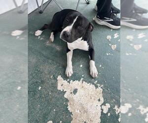 American Staffordshire Terrier Dogs for adoption in San Antonio, TX, USA