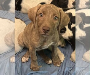 Labrador Retriever-Unknown Mix Dogs for adoption in SHERBURNE, NY, USA