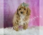 Small Photo #61 Poodle (Toy) Puppy For Sale in WARSAW, IN, USA
