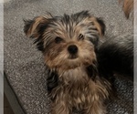 Small Photo #1 Yorkshire Terrier Puppy For Sale in TWENTYNINE PALMS, CA, USA