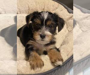 Yorkshire Terrier Puppy for Sale in DAYTON, Texas USA
