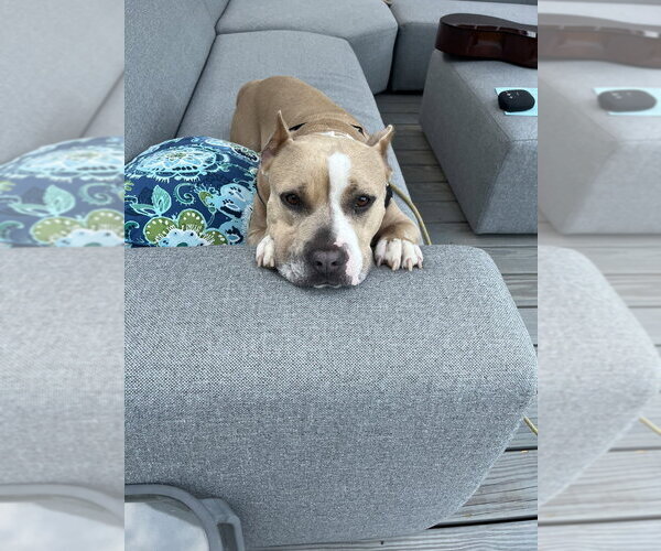 Medium Photo #3 American Pit Bull Terrier-Unknown Mix Puppy For Sale in Brewster, NY, USA