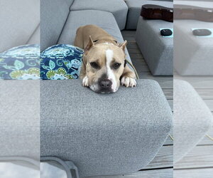 Eliana - Female American Pit Bull Terrier-Unknown Mix Dog for Adoption - Photo #3