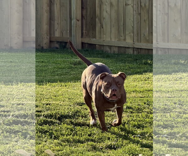 Medium Photo #5 Mutt Puppy For Sale in Lockport, NY, USA