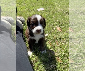 Goldendoodle-Miniature Australian Shepherd Mix Puppy for sale in AUSTIN, TX, USA