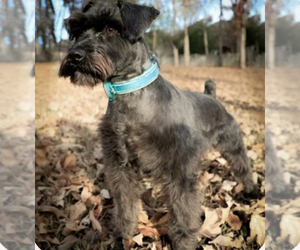 Father of the Schnauzer (Miniature) puppies born on 02/06/2026