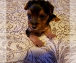 Small Photo #7 Yoranian-Yorkshire Terrier Mix Puppy For Sale in HUDDLESTON, VA, USA